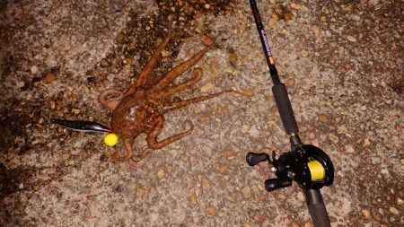 自作タコエギで釣ったよ！