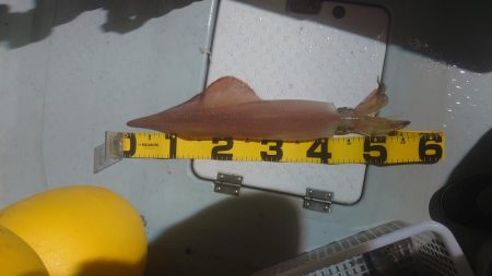 今シーズン最初のイカメタル