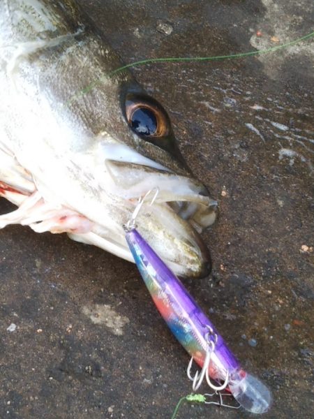 早起きの甲斐が……