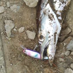 朝マズメ――タチウオ