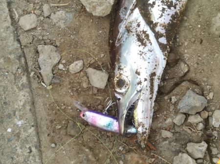 朝マズメ――タチウオ