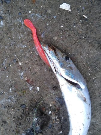 小雨の朝……そろそろ梅雨入り