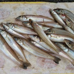 播磨新島キス連投