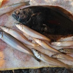 16時から播磨新島釣行しました