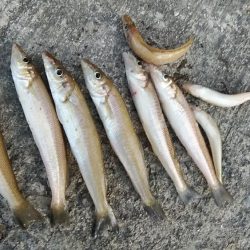 １６時から播磨新島に釣行しました