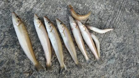 １６時から播磨新島に釣行しました