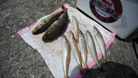 播磨新島でキス釣り