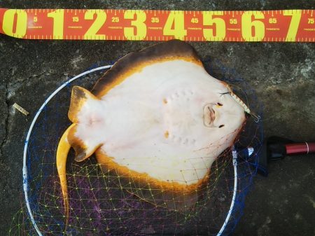 フラットだけど……