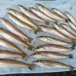 雨の播磨新島釣行