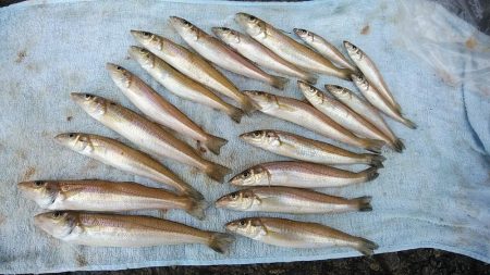 雨の播磨新島釣行