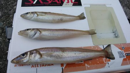 １６時から播磨新島に釣行しました