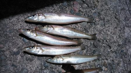 播磨新島へキス釣行