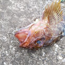 スーパーライトも楽しいかも……