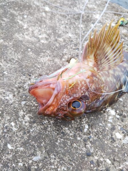 スーパーライトも楽しいかも……