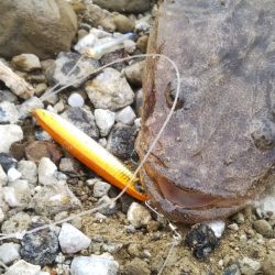 渋い朝マヅメでしたが最後にご褒美が……