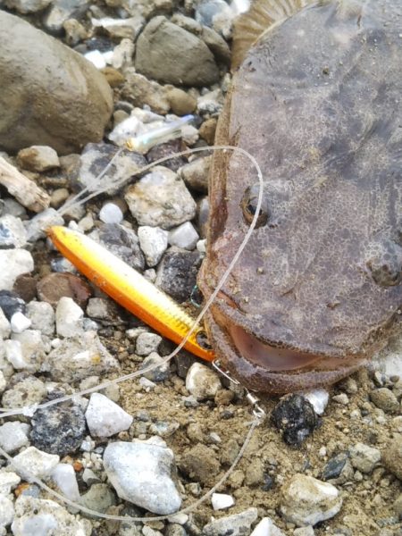 渋い朝マヅメでしたが最後にご褒美が……