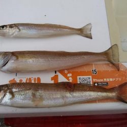 16時から僅かなアタリを楽しみました