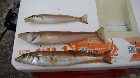 １６時から僅かなアタリを楽しみました