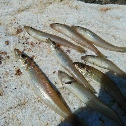 良型キスが消えた播磨新島