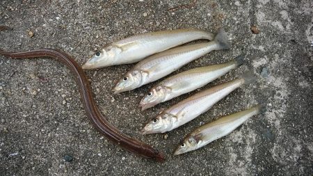 高砂港へキス調査Ⅱ