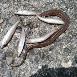 高砂港もピンギスモードか!