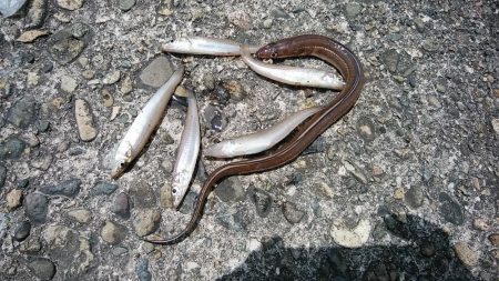 高砂港もピンギスモードか！