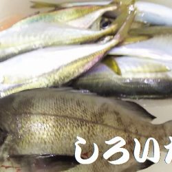 昨日の５匹ではたりないんで、アジ釣り。