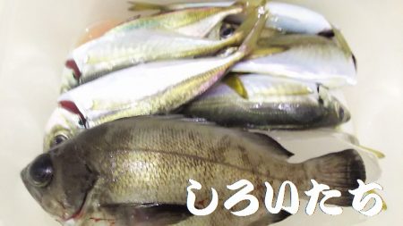 昨日の５匹ではたりないんで、アジ釣り。