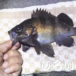 メバリングに挑戦！