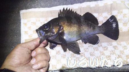 メバリングに挑戦！