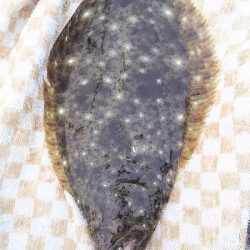 今日も、メバリングでしたが・・・