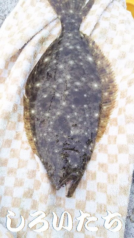 今日も、メバリングでしたが・・・