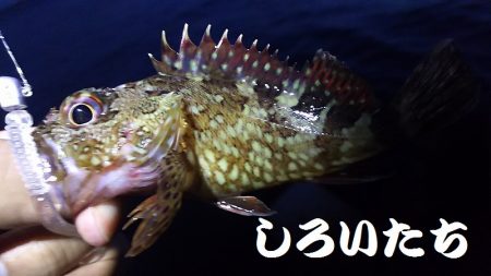 ガシリングになってしもたぁ～。