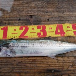 ショアジギでサゴシ、エソ