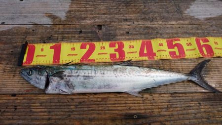 ショアジギでサゴシ、エソ