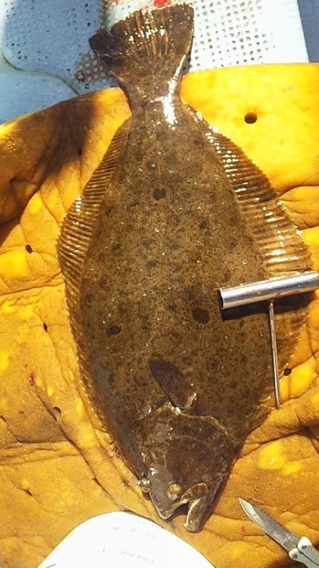 座布団ゲット～