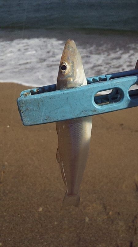 群れてはいるけど・・・