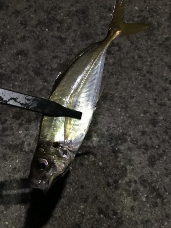 なかなか釣れない