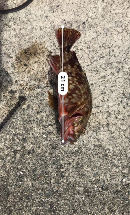 穴釣りしか釣れない