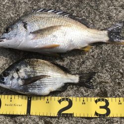 ヘチ釣りプラクティス