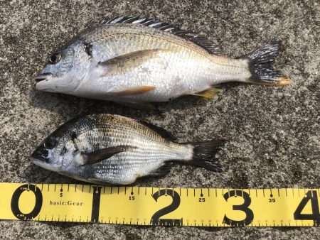 ヘチ釣りプラクティス