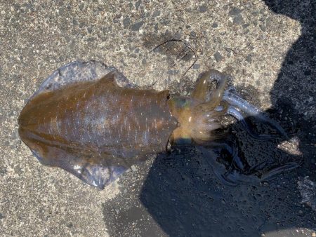 京都アオリイカ