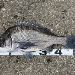 イチノ兄弟、釣果!