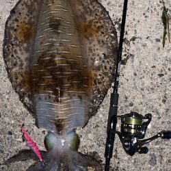 春烏賊終盤に2キロ越え