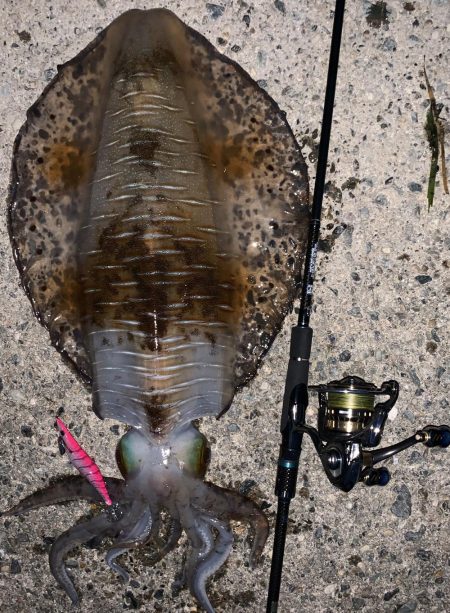春烏賊終盤に2キロ越え