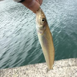 ちょい投げ調査