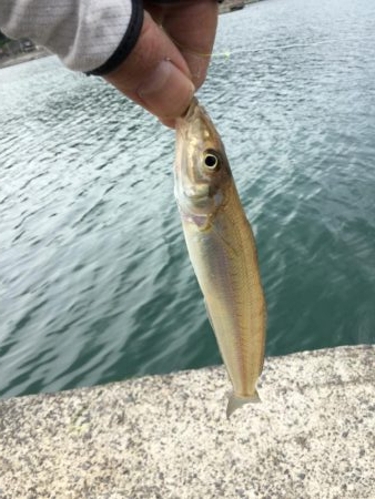 ちょい投げ調査