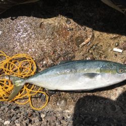 粘ってやっと一匹