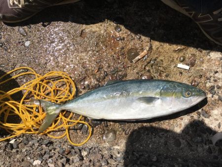 粘ってやっと一匹