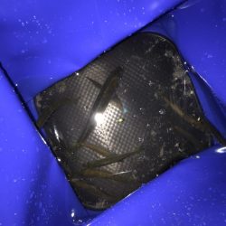 ヒラメを求めて…